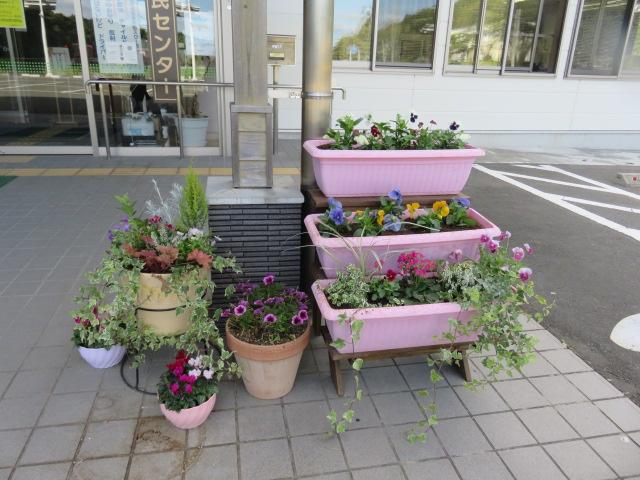 大塩 市民センター玄関前の花 植え替えました